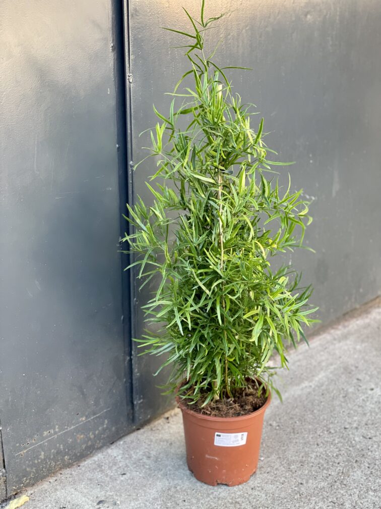 Zdjęcie rośliny Asparagus falcatus, ujęcie 3