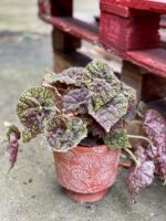 Zdjęcie rośliny Begonia bowera Green Fever, ujęcie 1