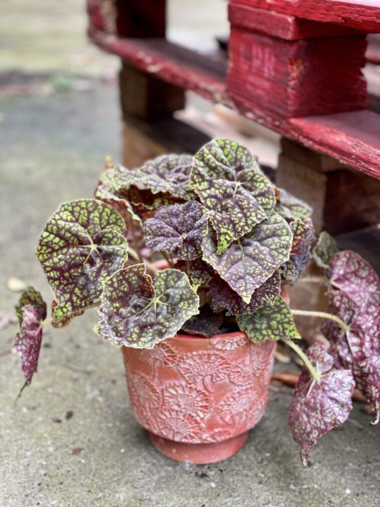 Zdjęcie rośliny Begonia bowera Green Fever, ujęcie 1
