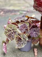 Zdjęcie rośliny Begonia bowera Green Fever, ujęcie 2