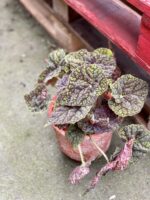 Zdjęcie rośliny Begonia bowera Green Fever, ujęcie 3