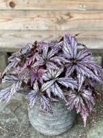 Zdjęcie rośliny Begonia supernova, ujęcie 1