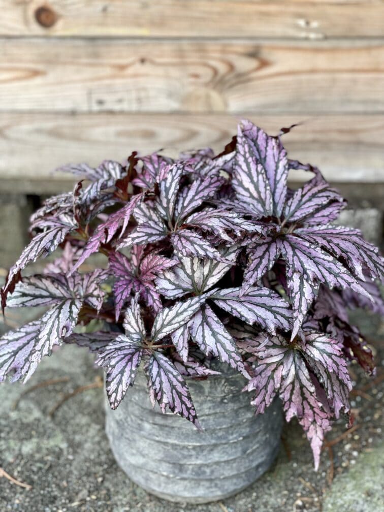 Zdjęcie rośliny Begonia supernova, ujęcie 1