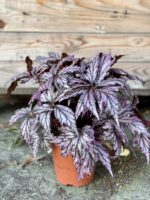 Zdjęcie rośliny Begonia supernova, ujęcie 2