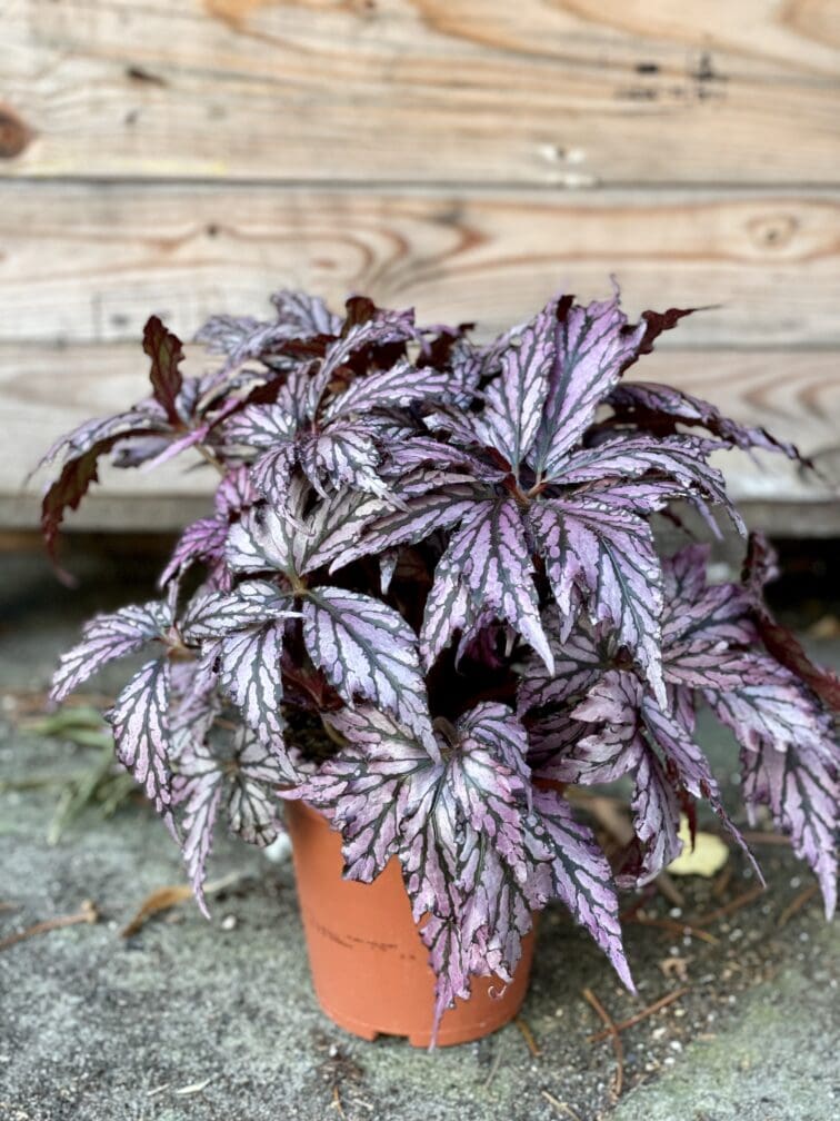 Zdjęcie rośliny Begonia supernova, ujęcie 2