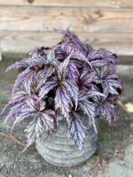 Zdjęcie rośliny Begonia supernova, ujęcie 3