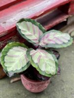 Zdjęcie rośliny Calathea roseopicta Silvia, ujęcie 1