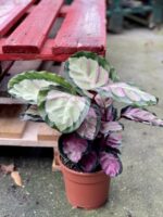 Zdjęcie rośliny Calathea roseopicta Silvia, ujęcie 3