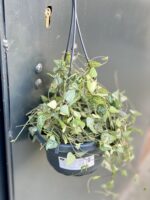 Zdjęcie rośliny Ceropegia Woodii Green Love, ujęcie 2