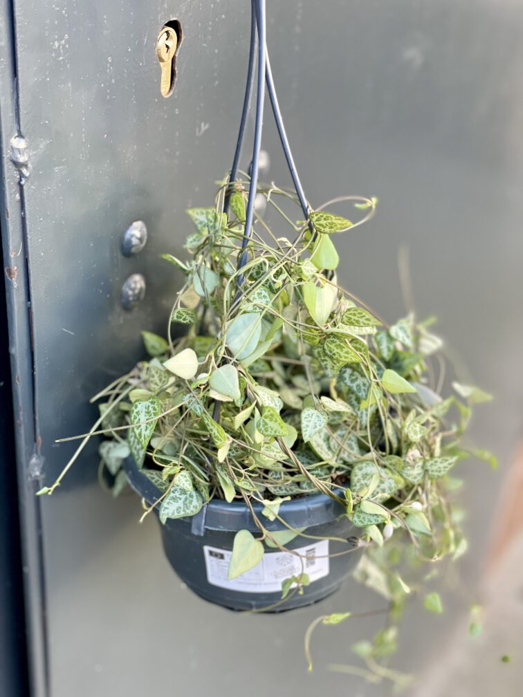 Zdjęcie rośliny Ceropegia Woodii Green Love, ujęcie 2