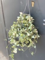 Zdjęcie rośliny Ceropegia Woodii Green Love, ujęcie 3