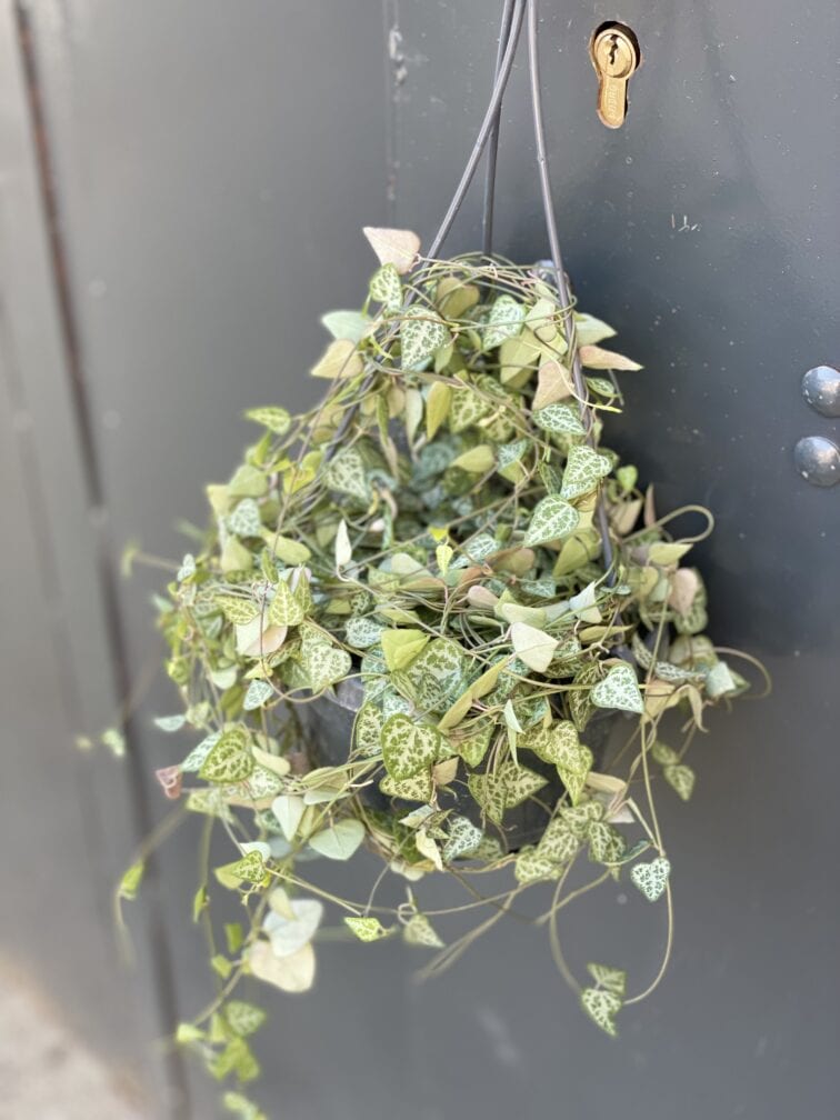 Zdjęcie rośliny Ceropegia Woodii Green Love, ujęcie 3