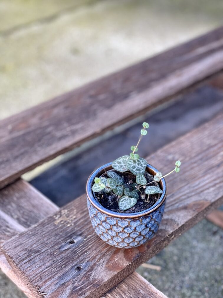 Zdjęcie rośliny Ceropegia woodii, ujęcie 1