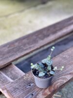 Zdjęcie rośliny Ceropegia woodii, ujęcie 2