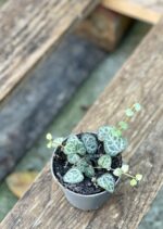 Zdjęcie rośliny Ceropegia woodii, ujęcie 3