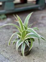 Zdjęcie rośliny Chlorophytum Comosum, ujęcie 1