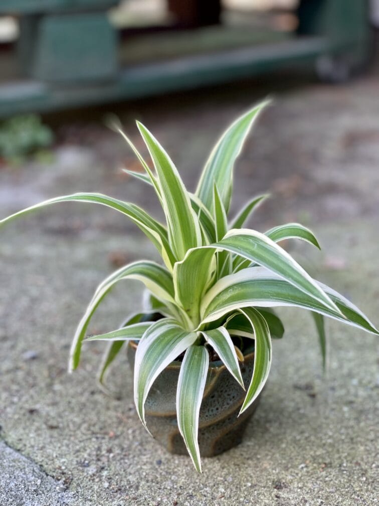 chlorophytum-comosum_6x12-1_1633165599.jpg Zdjęcie rośliny Chlorophytum Comosum, ujęcie 1