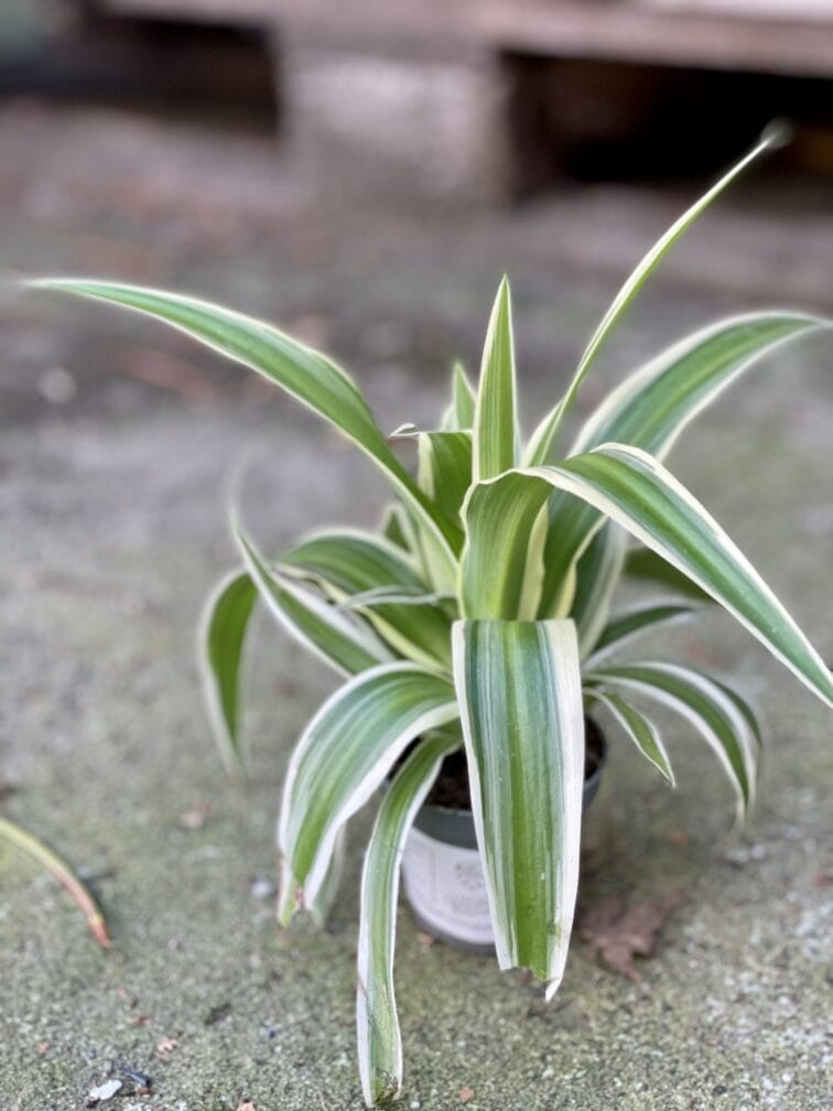Zdjęcie rośliny Chlorophytum Comosum, ujęcie 2