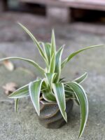 Zdjęcie rośliny Chlorophytum Comosum, ujęcie 3