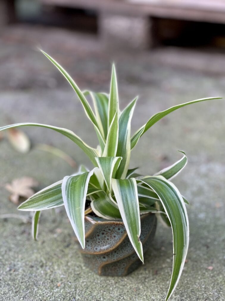Zdjęcie rośliny Chlorophytum Comosum, ujęcie 3