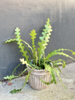 Zdjęcie rośliny Epiphyllum anguliger, ujęcie 2