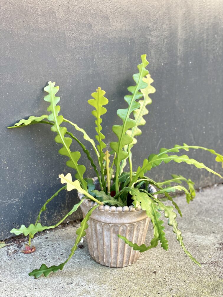 Zdjęcie rośliny Epiphyllum anguliger, ujęcie 2