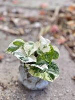 Zdjęcie rośliny Epipremnum Njoy, ujęcie 2