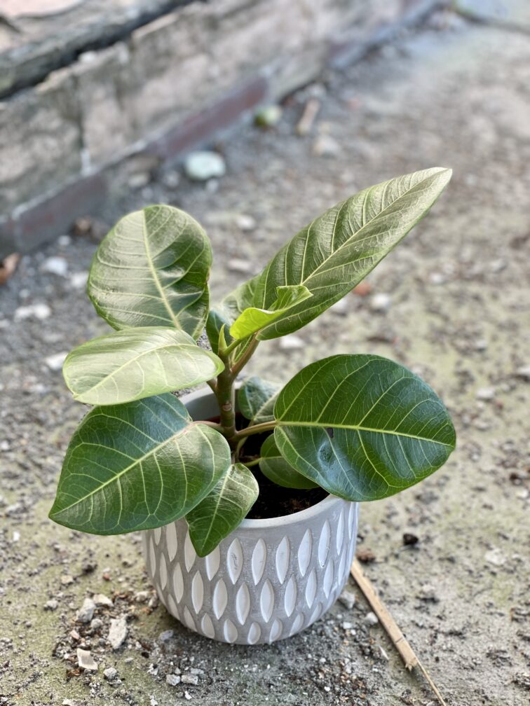 ficus-altissima_12x35-1_1633163552.jpg Zdjęcie rośliny Ficus Altissima, ujęcie 1