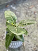Zdjęcie rośliny Ficus Altissima, ujęcie 2