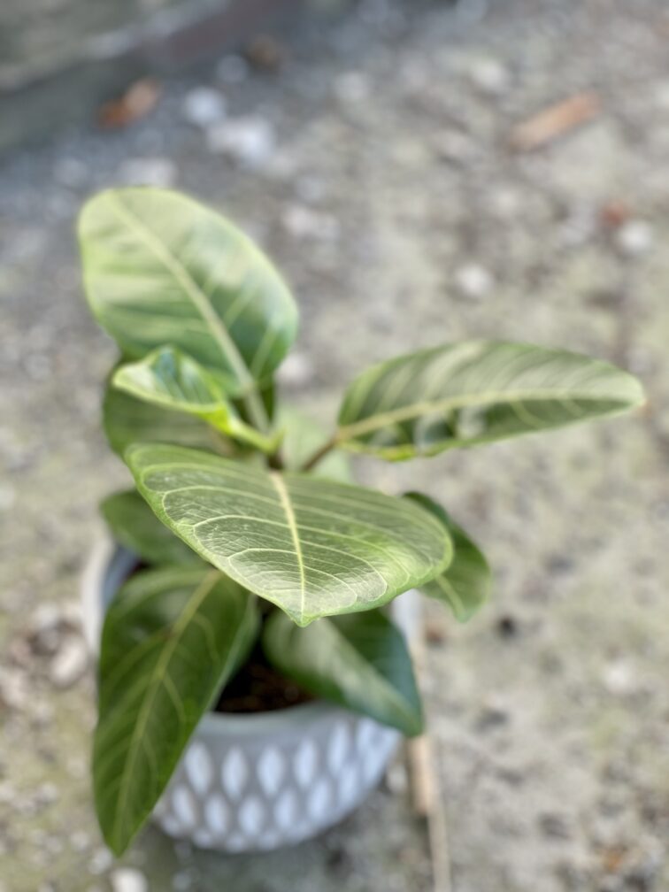 Zdjęcie rośliny Ficus Altissima, ujęcie 2