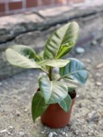 Zdjęcie rośliny Ficus Altissima, ujęcie 3