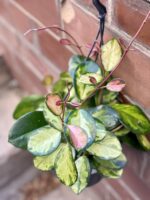 Zdjęcie rośliny Hoya australis Lisa, ujęcie 1