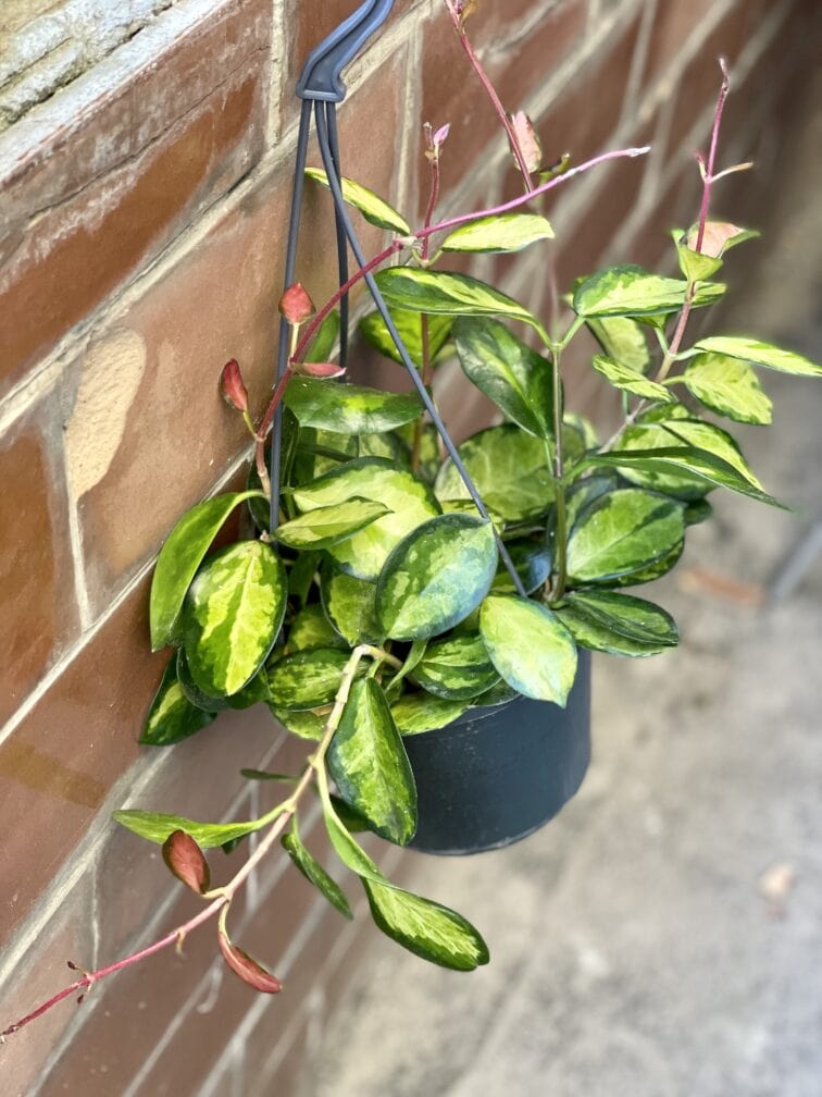 Zdjęcie rośliny Hoya australis Lisa, ujęcie 3