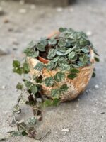 Zdjęcie rośliny Hoya Curtisii, ujęcie 1