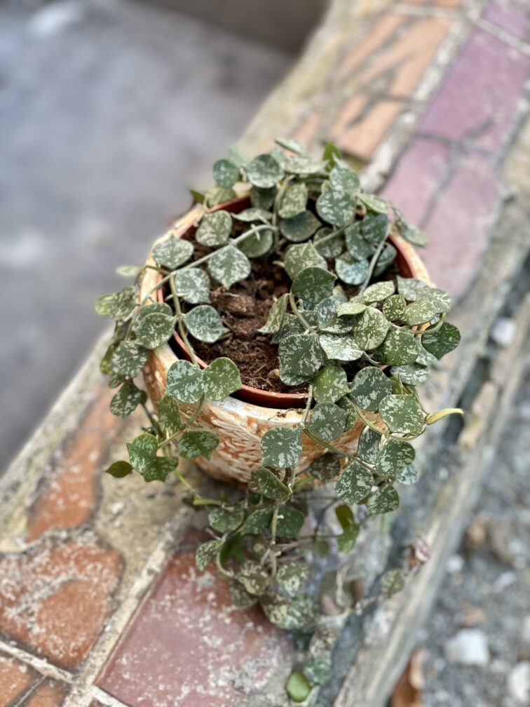 Zdjęcie rośliny Hoya Curtisii, ujęcie 2