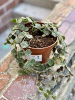 Zdjęcie rośliny Hoya Curtisii, ujęcie 3