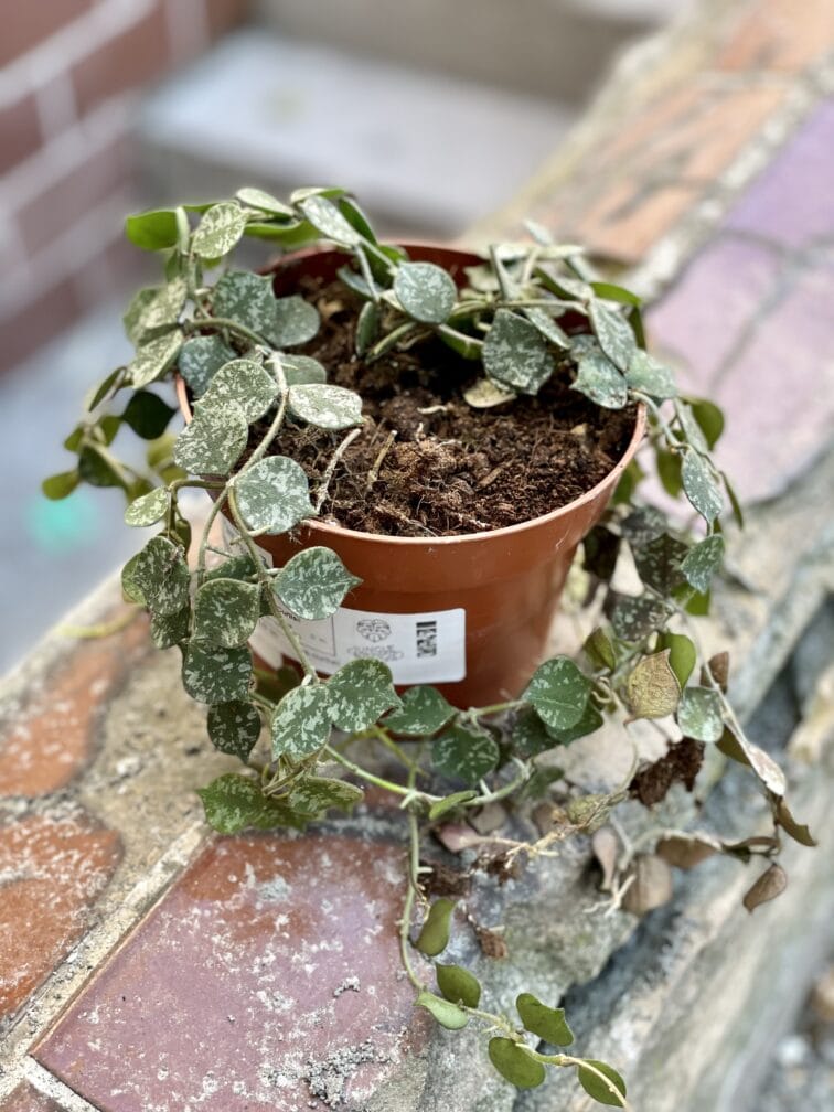 Zdjęcie rośliny Hoya Curtisii, ujęcie 3