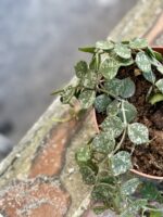 Zdjęcie rośliny Hoya Curtisii, ujęcie 4