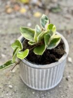 Zdjęcie rośliny Hoya krimson queen, ujęcie 2