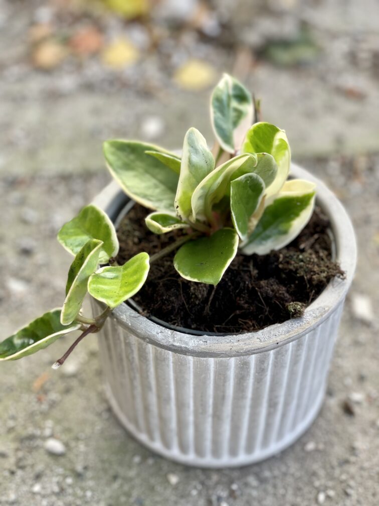 Zdjęcie rośliny Hoya krimson queen, ujęcie 2