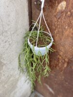 Zdjęcie rośliny Hoya linearis, ujęcie 1