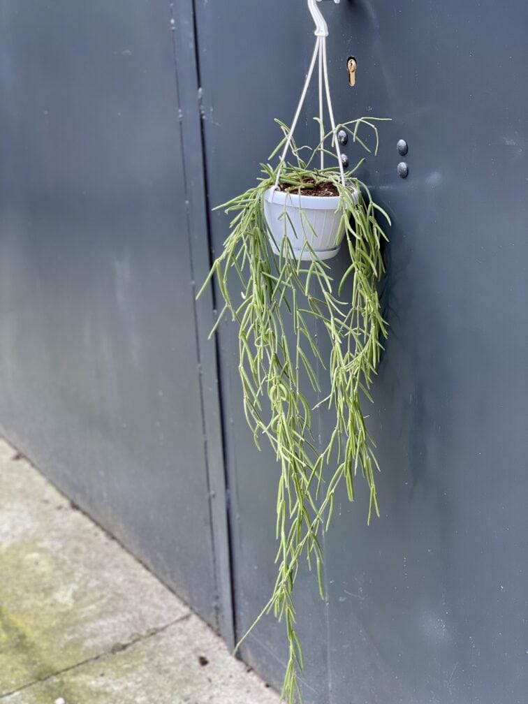 Zdjęcie rośliny Hoya linearis, ujęcie 2