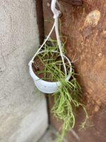 Zdjęcie rośliny Hoya linearis, ujęcie 3