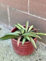 Zdjęcie rośliny Hoya wayetii (kentiana) variegata, ujęcie 1