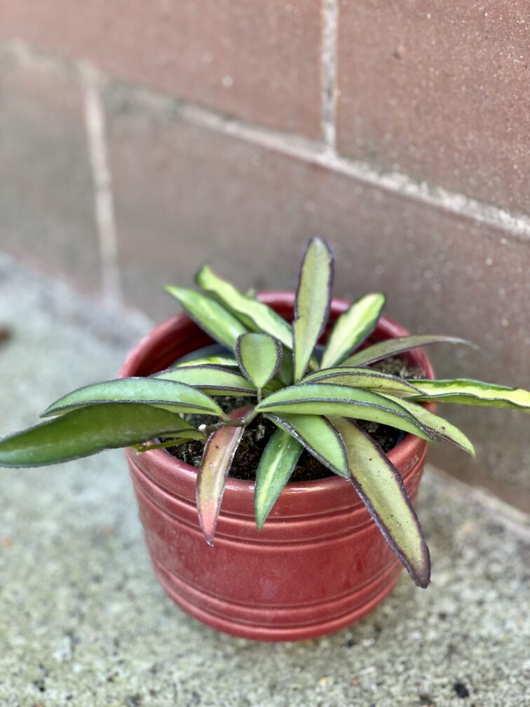 Zdjęcie rośliny Hoya wayetii (kentiana) variegata, ujęcie 1