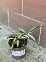 Zdjęcie rośliny Hoya wayetii (kentiana) variegata, ujęcie 2