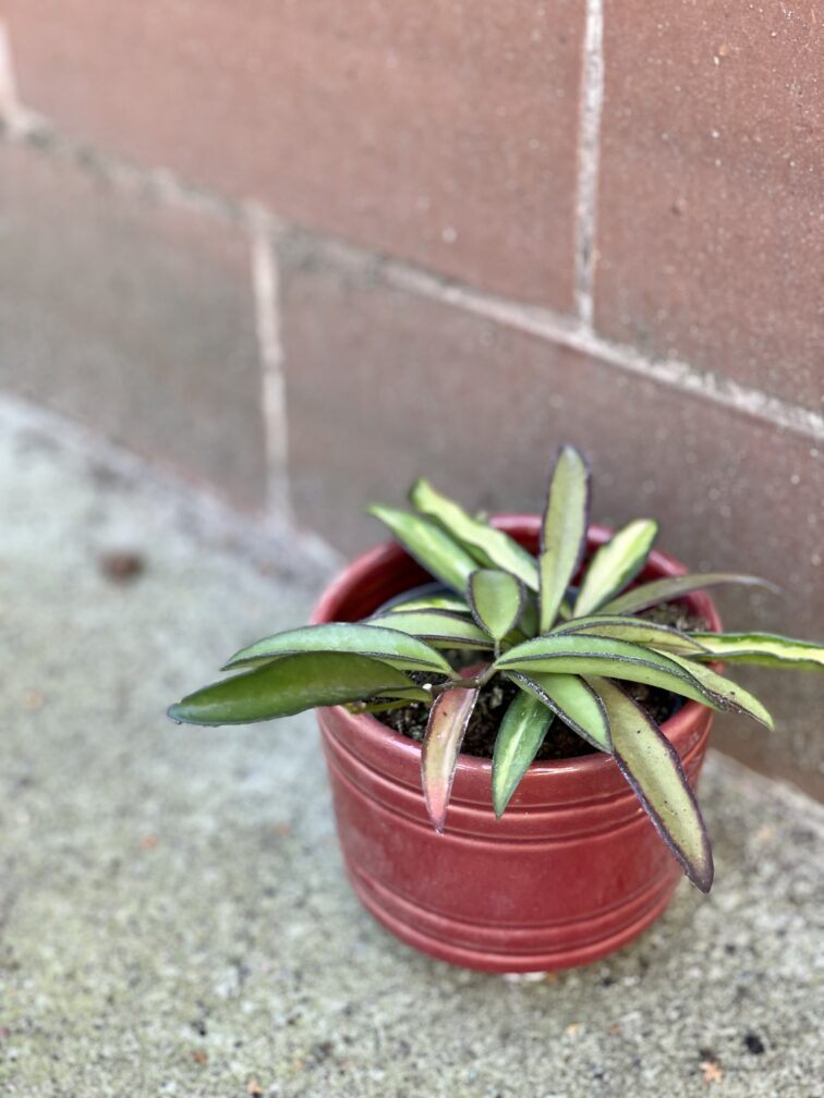 Zdjęcie rośliny Hoya wayetii (kentiana) variegata, ujęcie 3