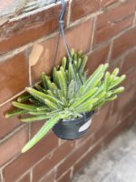 Zdjęcie rośliny Hylocereus undatus (Pitaja), ujęcie 1