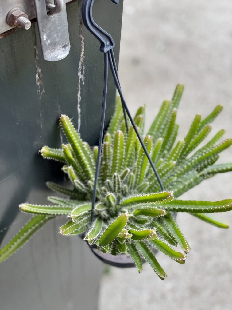 Zdjęcie rośliny Hylocereus undatus (Pitaja), ujęcie 2