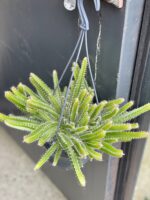 Zdjęcie rośliny Hylocereus undatus (Pitaja), ujęcie 3